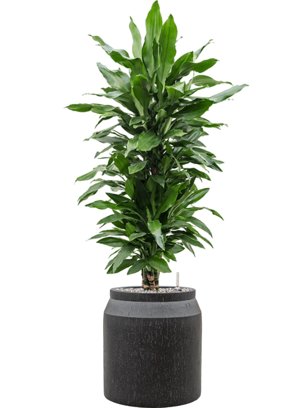 Dracaena fragrans 'Janet Lind' in Baq Raindrop Office Plant With Pot 130cm Height cm Dia