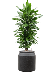 Dracaena fragrans 'Janet Lind' in Baq Raindrop Office Plant With Pot 130cm Height cm Dia