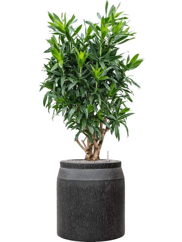 Pleomele (Dracaena) reflexa in Baq Raindrop Office Plant With Pot 152cm Height cm Dia