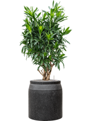 Pleomele (Dracaena) reflexa in Baq Raindrop Office Plant With Pot 152cm Height cm Dia