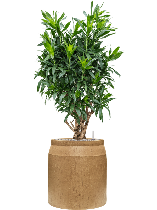Pleomele (Dracaena) reflexa in Baq Raindrop Office Plant With Pot 152cm Height cm Dia