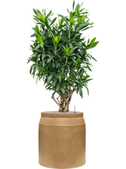 Pleomele (Dracaena) reflexa in Baq Raindrop Office Plant With Pot 152cm Height cm Dia