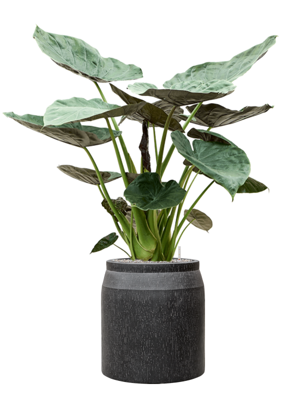 Alocasia Wentii in Baq Raindrop Office Plant With Pot 148cm Height cm Dia