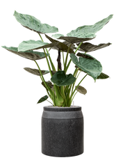 Alocasia Wentii in Baq Raindrop Office Plant With Pot 148cm Height cm Dia
