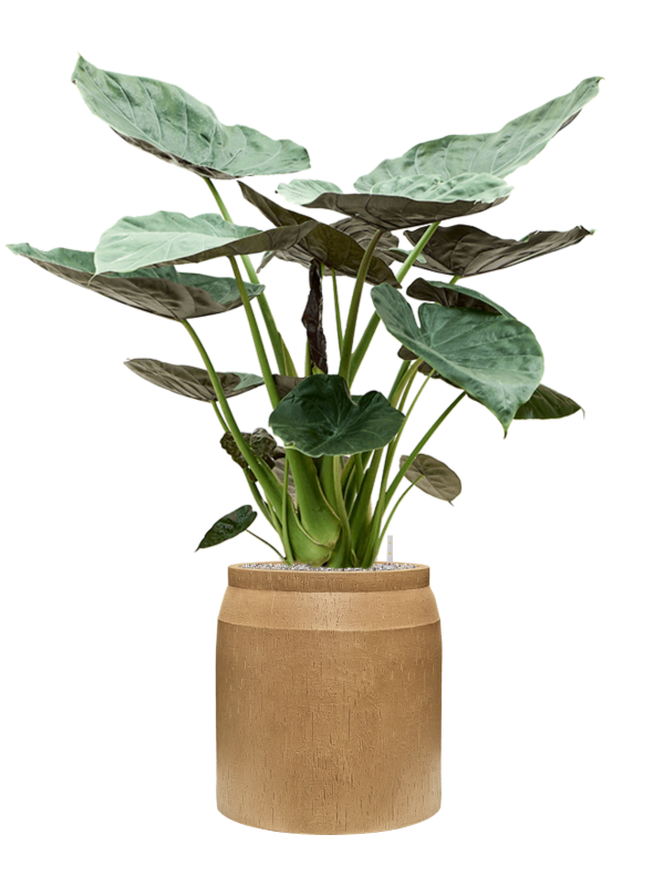 Alocasia Wentii in Baq Raindrop Office Plant With Pot 148cm Height cm Dia