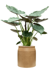 Alocasia Wentii in Baq Raindrop Office Plant With Pot 148cm Height cm Dia