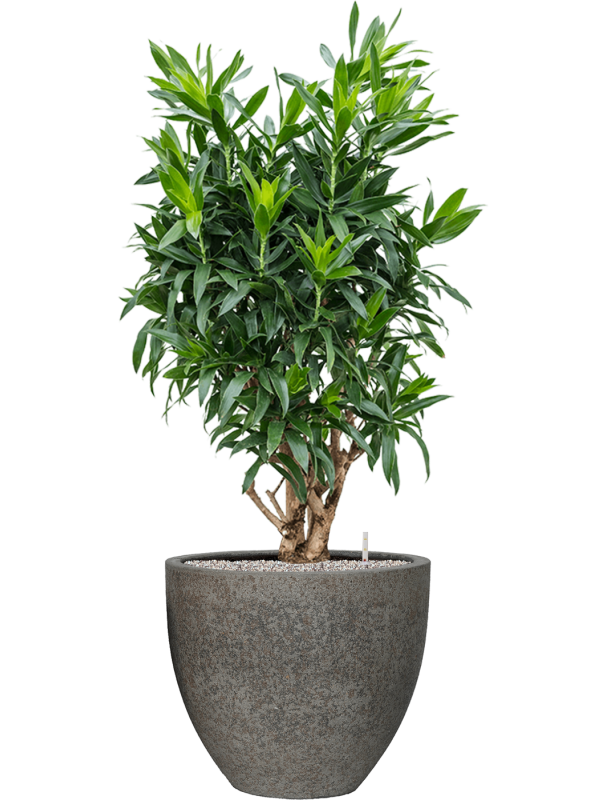 Pleomele (Dracaena) reflexa in Cement & Stone Office Plant With Pot 143cm Height 44cm Dia