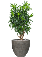 Pleomele (Dracaena) reflexa in Cement & Stone Office Plant With Pot 143cm Height 44cm Dia