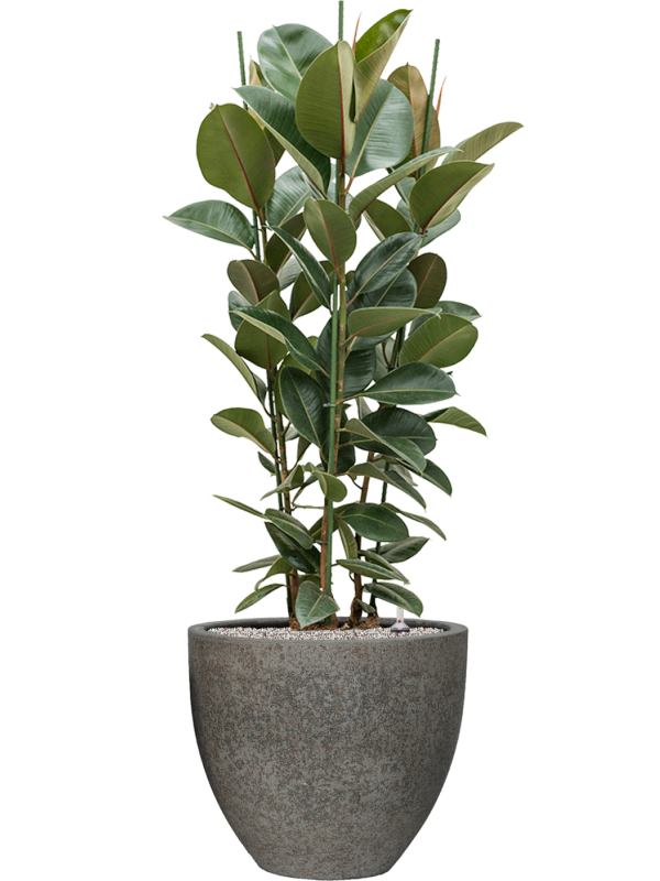 Ficus elastica 'Robusta' in Cement & Stone Office Plant With Pot 149cm Height 44cm Dia