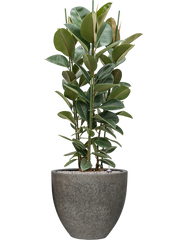 Ficus elastica 'Robusta' in Cement & Stone Office Plant With Pot 149cm Height 44cm Dia