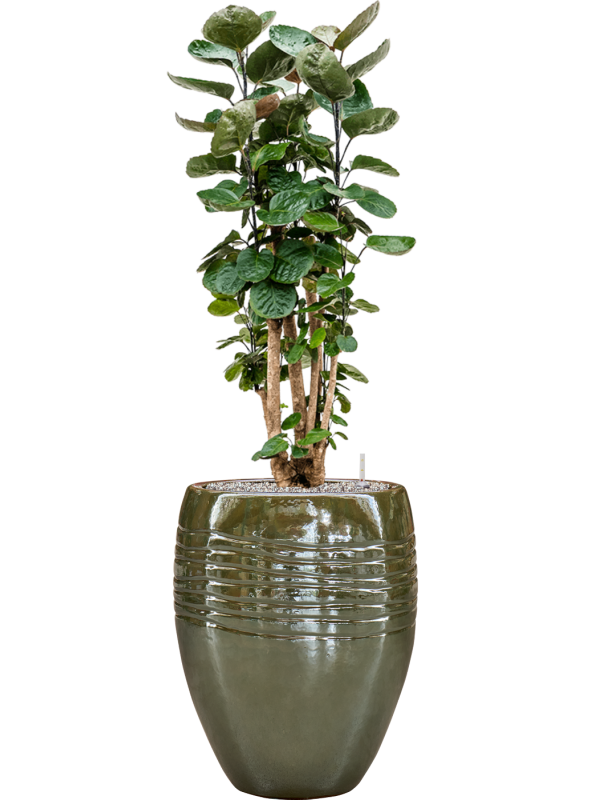 Aralia (polyscias) fabian in Traces Office Plant With Pot 137cm Height 30.5cm Dia