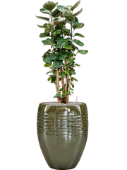 Aralia (polyscias) fabian in Traces Office Plant With Pot 137cm Height 30.5cm Dia