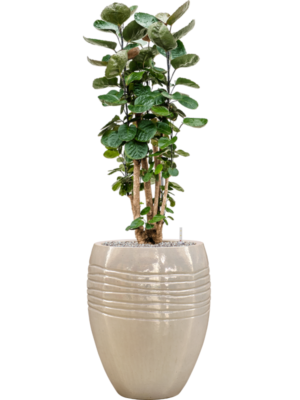 Aralia (polyscias) fabian in Traces Office Plant With Pot 136cm Height 30.5cm Dia
