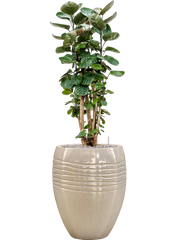 Aralia (polyscias) fabian in Traces Office Plant With Pot 136cm Height 30.5cm Dia
