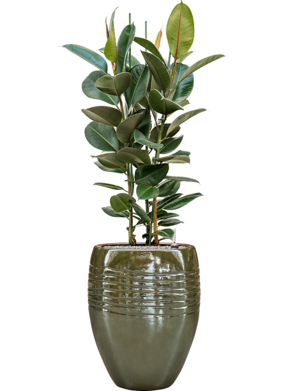 Ficus elastica 'Robusta' in Traces Office Plant With Pot 145cm Height 30.5cm Dia