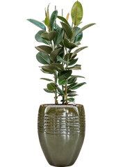 Ficus elastica 'Robusta' in Traces Office Plant With Pot 145cm Height 30.5cm Dia