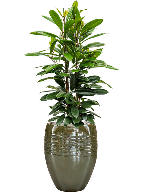 Ficus cyathistipula in Traces Office Plant With Pot 150cm Height 30.5cm Dia
