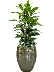 Ficus cyathistipula in Traces Office Plant With Pot 150cm Height 30.5cm Dia