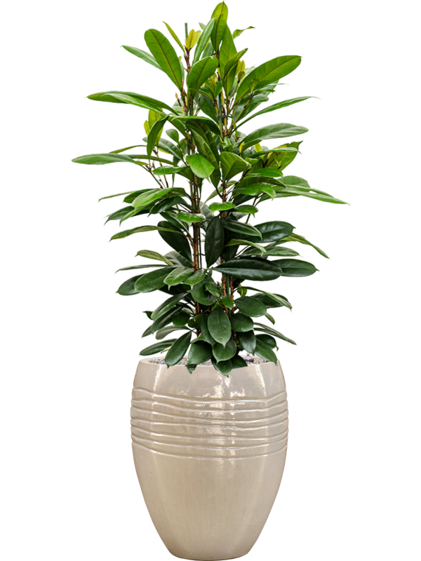 Ficus cyathistipula in Traces Office Plant With Pot 150cm Height 30.5cm Dia
