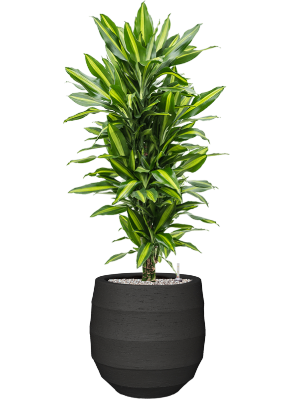 Dracaena fragrans 'Cintho' in Bordo Office Plant With Pot 132cm Height 31.5cm Dia