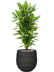 Dracaena fragrans 'Cintho' in Bordo Office Plant With Pot 132cm Height 31.5cm Dia