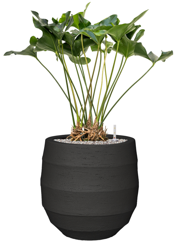 Anthurium 'Arrow' in Bordo Office Plant With Pot 95cm Height 31.5cm Dia