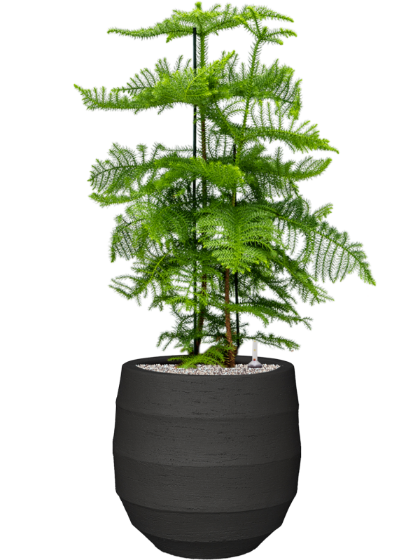 Araucaria heterophylla in Bordo Office Plant With Pot 114cm Height 31.5cm Dia