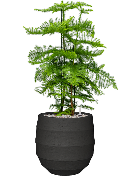 Araucaria heterophylla in Bordo Office Plant With Pot 114cm Height 31.5cm Dia