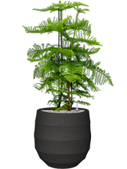 Araucaria heterophylla in Bordo Office Plant With Pot 114cm Height 31.5cm Dia
