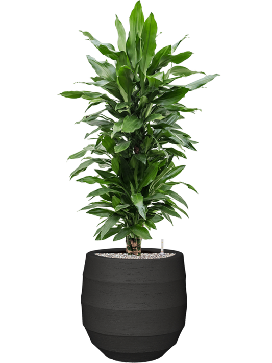 Dracaena fragrans 'Janet Lind' in Bordo Office Plant With Pot 132cm Height 31.5cm Dia