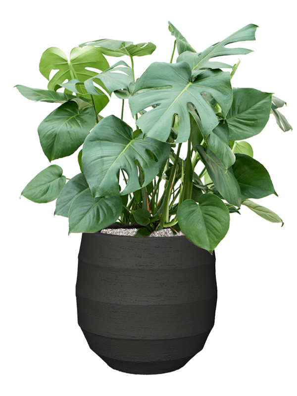 Monstera deliciosa in Bordo Office Plant With Pot 97cm Height 31.5cm Dia