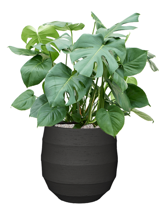 Monstera deliciosa in Bordo Office Plant With Pot 97cm Height 31.5cm Dia