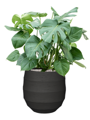 Monstera deliciosa in Bordo Office Plant With Pot 97cm Height 31.5cm Dia