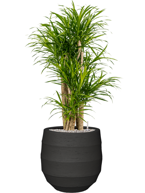 Pleomele (Dracaena) 'Anita Variegata' in Bordo Office Plant With Pot 120cm Height 31.5cm Dia