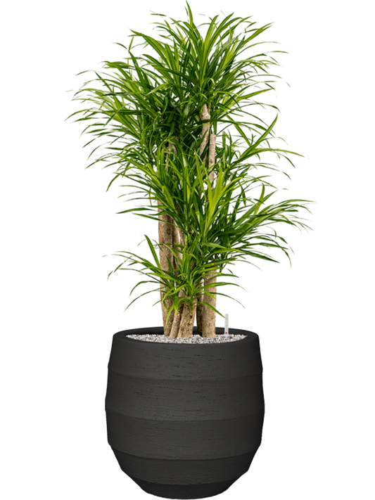 Pleomele (Dracaena) 'Anita Variegata' in Bordo Office Plant With Pot 120cm Height 31.5cm Dia