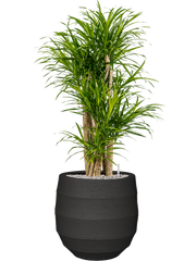 Pleomele (Dracaena) 'Anita Variegata' in Bordo Office Plant With Pot 120cm Height 31.5cm Dia