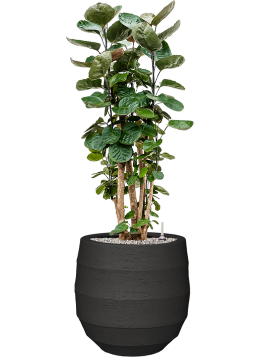 Aralia (Polyscias) 'Fabian' in Bordo Office Plant With Pot 122cm Height 31.5cm Dia
