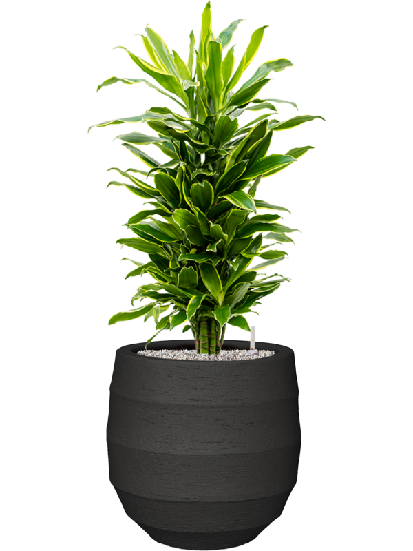 Dracaena fragrans 'Golden Coast' in Bordo Office Plant With Pot 112cm Height 31.5cm Dia