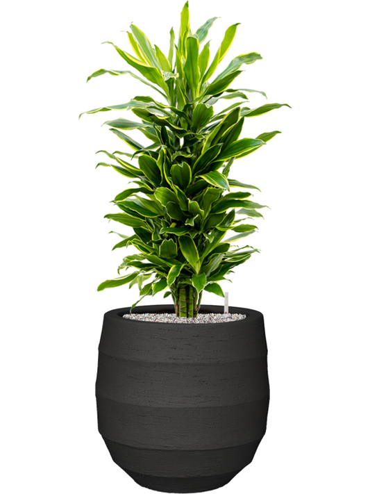 Dracaena fragrans 'Golden Coast' in Bordo Office Plant With Pot 112cm Height 31.5cm Dia
