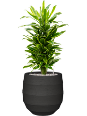 Dracaena fragrans 'Golden Coast' in Bordo Office Plant With Pot 112cm Height 31.5cm Dia