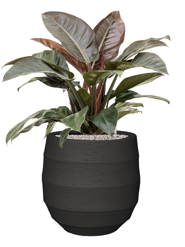 Philodendron `Imperial Red' in Bordo Office Plant With Pot 89cm Height 31.5cm Dia
