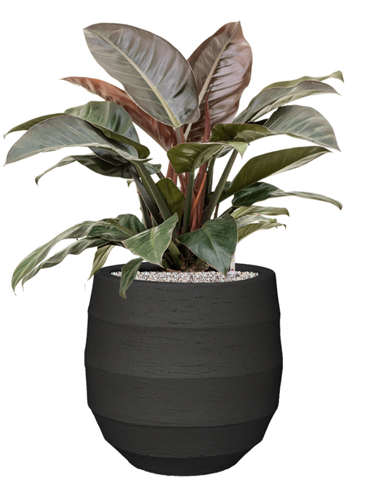 Philodendron `Imperial Red' in Bordo Office Plant With Pot 89cm Height 31.5cm Dia