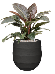 Philodendron `Imperial Red' in Bordo Office Plant With Pot 89cm Height 31.5cm Dia