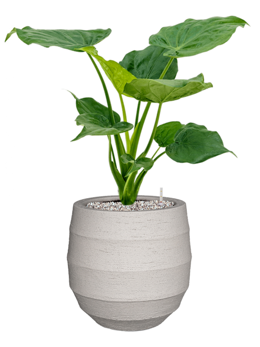Alocasia cucullata in Bordo Office Plant With Pot 69cm Height 22cm Dia
