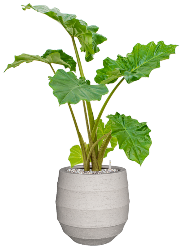 Alocasia 'Portodora' in Bordo Office Plant With Pot 97cm Height 22cm Dia