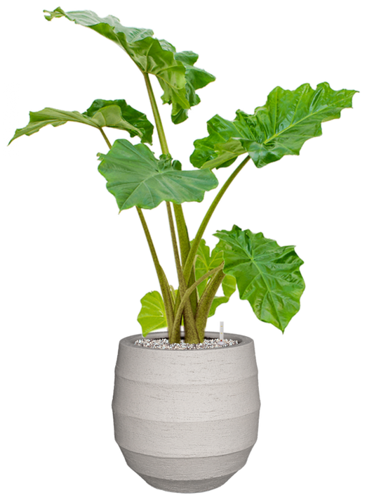Alocasia 'Portodora' in Bordo Office Plant With Pot 97cm Height 22cm Dia