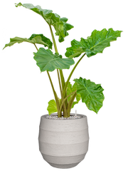 Alocasia 'Portodora' in Bordo Office Plant With Pot 97cm Height 22cm Dia