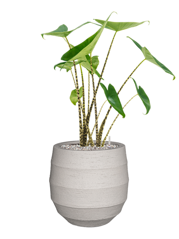 Alocasia zebrina in Bordo Office Plant With Pot 74cm Height 22cm Dia