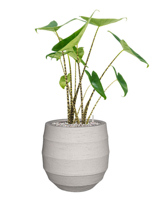 Alocasia zebrina in Bordo Office Plant With Pot 74cm Height 22cm Dia