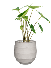 Alocasia zebrina in Bordo Office Plant With Pot 74cm Height 22cm Dia